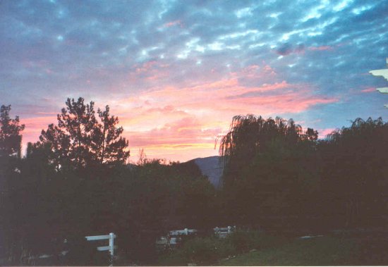 Welcome to Nighthawk Rottweilers