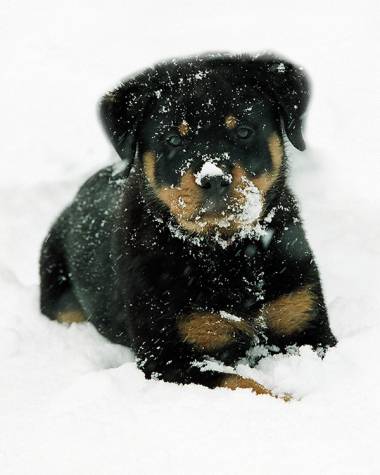 Welcome to Nighthawk Rottweilers