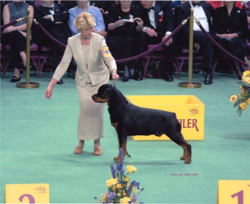 Welcome to Nighthawk Rottweilers