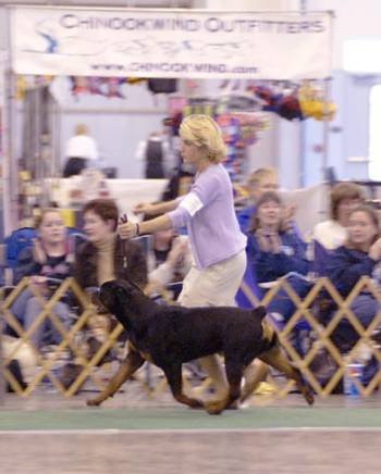 Welcome to Nighthawk Rottweilers