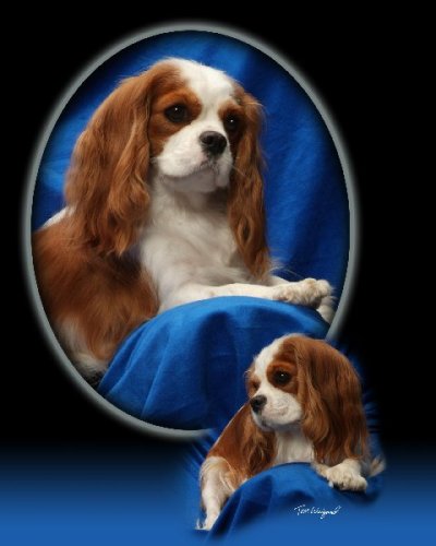 Welcome to Nighthawk Rottweilers