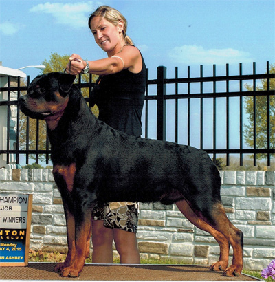 Welcome to Nighthawk Rottweilers