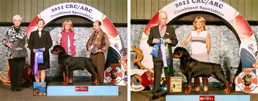 Welcome to Nighthawk Rottweilers