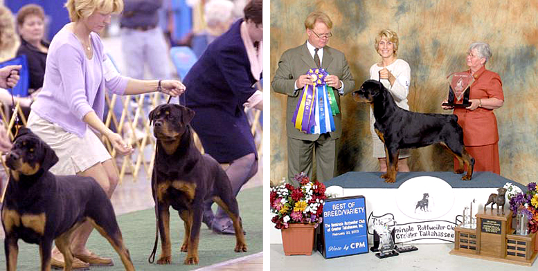 Welcome to Nighthawk Rottweilers